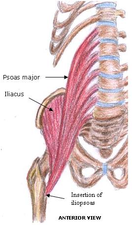 the iliopsoas group of muscles used in hip flexion